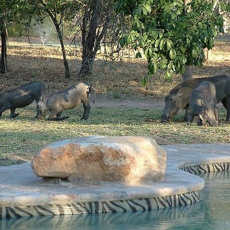 Masorini Bush Lodge Phalaborwa Exterior foto