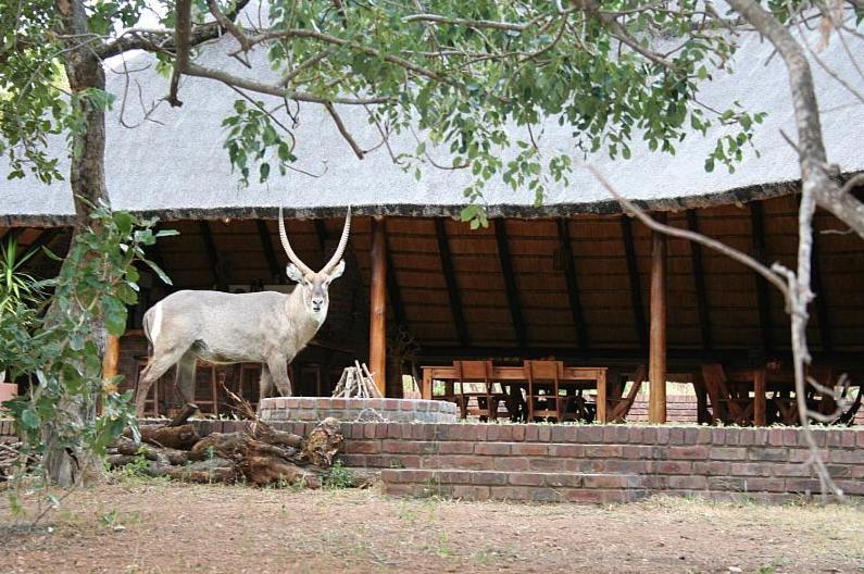 Masorini Bush Lodge Phalaborwa Exterior foto