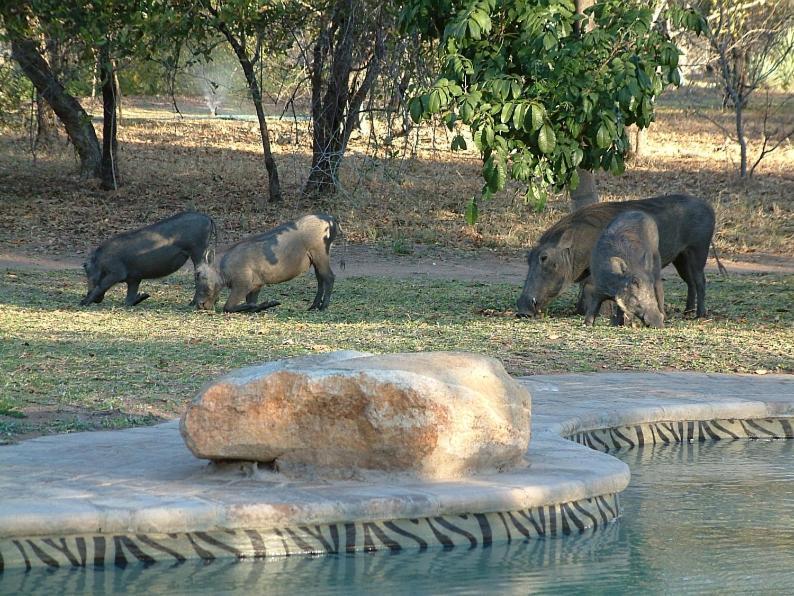 Masorini Bush Lodge Phalaborwa Exterior foto